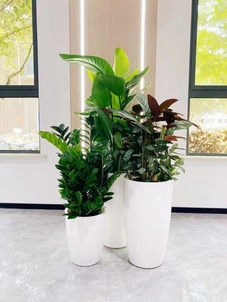 海曙花木出租服务好